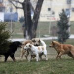 Komuna e Suharekës merr vendim për anulimin e aktivitetit të prokurimit të kontartës për trajtimin e qenve endacak
