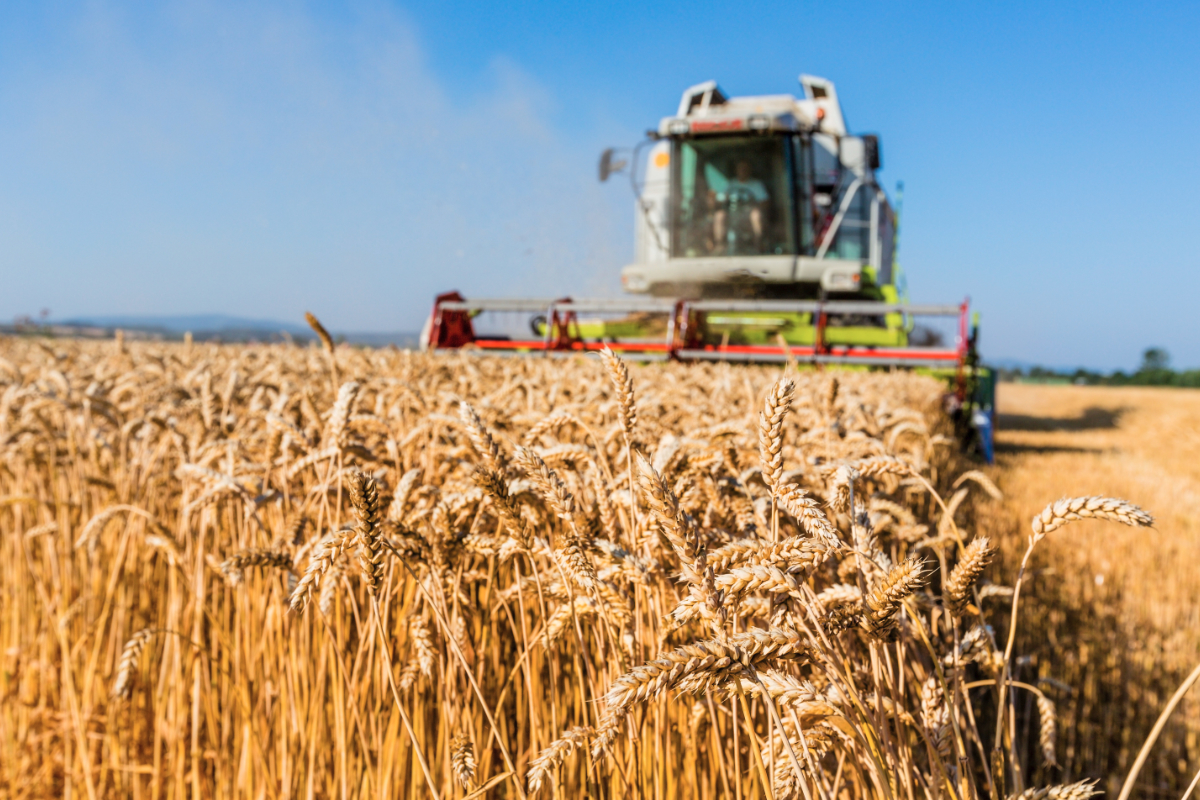 Peci: Rendimentet e grurit këtë vit mund të mbulojnë rreth 70% të tregut
