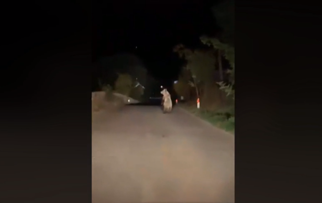[VIDEO] Shfaqet ariu i murrmë në Suharekë, bllokon komunikacionin