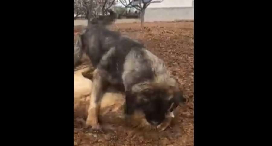Fondacioni për të Drejtat e Kafshëve alarmon pas një lufte të qenve në Suharekë