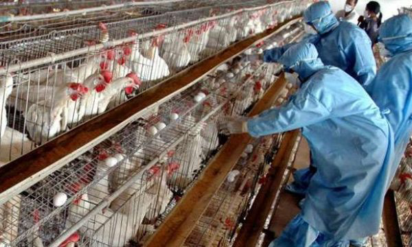 Agjencia e Ushqimit dhe Veterinarisë merr masa pas shfaqjes së gripit të shpezëve në Kosovë