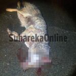 [FOTO] Vetura përplaset me ujkun në autostradën Prizren-Suharekë