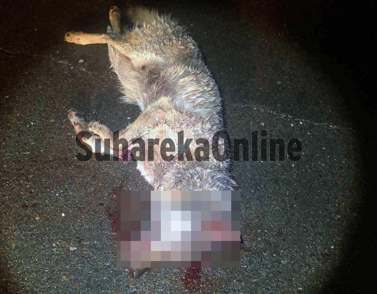 [FOTO] Vetura përplaset me ujkun në autostradën Prizren-Suharekë