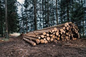 Suharekë, konkursi për dy roje pylli – publikohen rezultatet përfundimtare