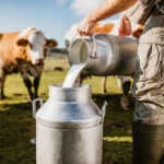 Peci: 18 milionë litra qumësht falë përkrahjes nga Programi për Zhvillim Rural 2023